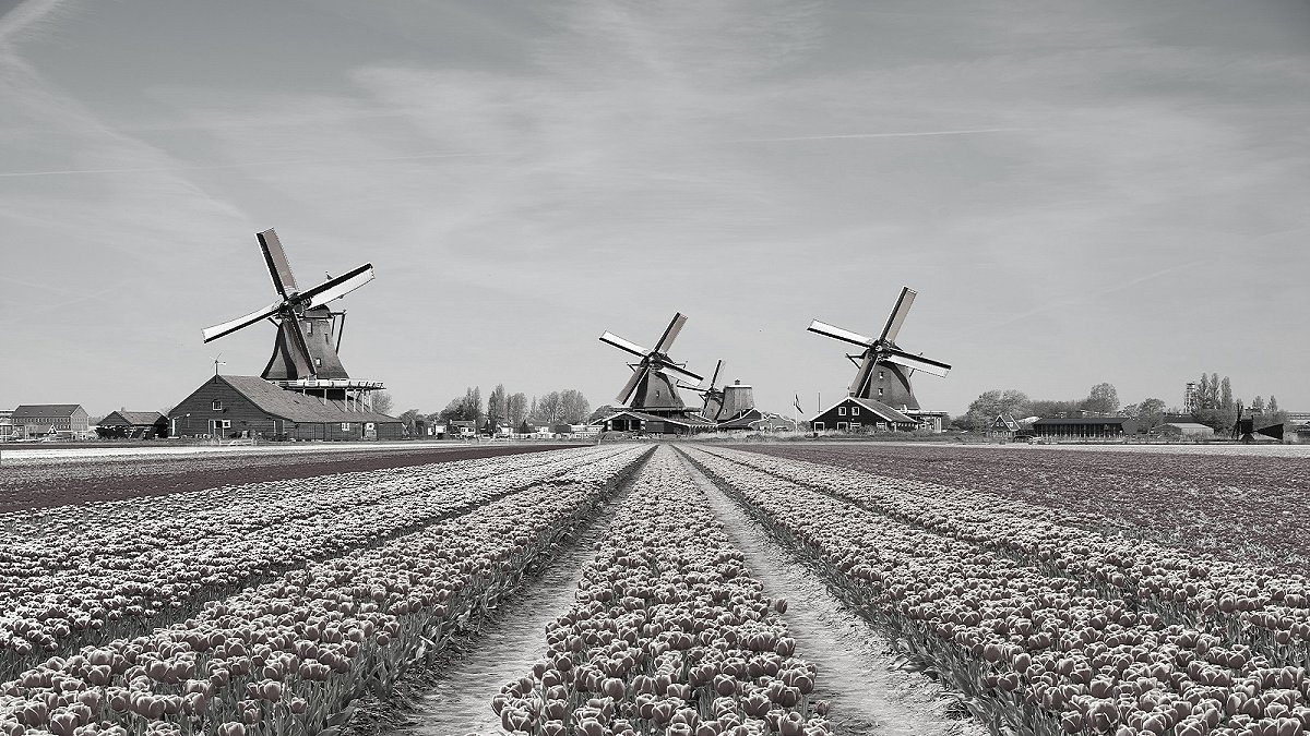 Interdiction des arômes aux Pays-Bas, vers une interdiction également en France ?